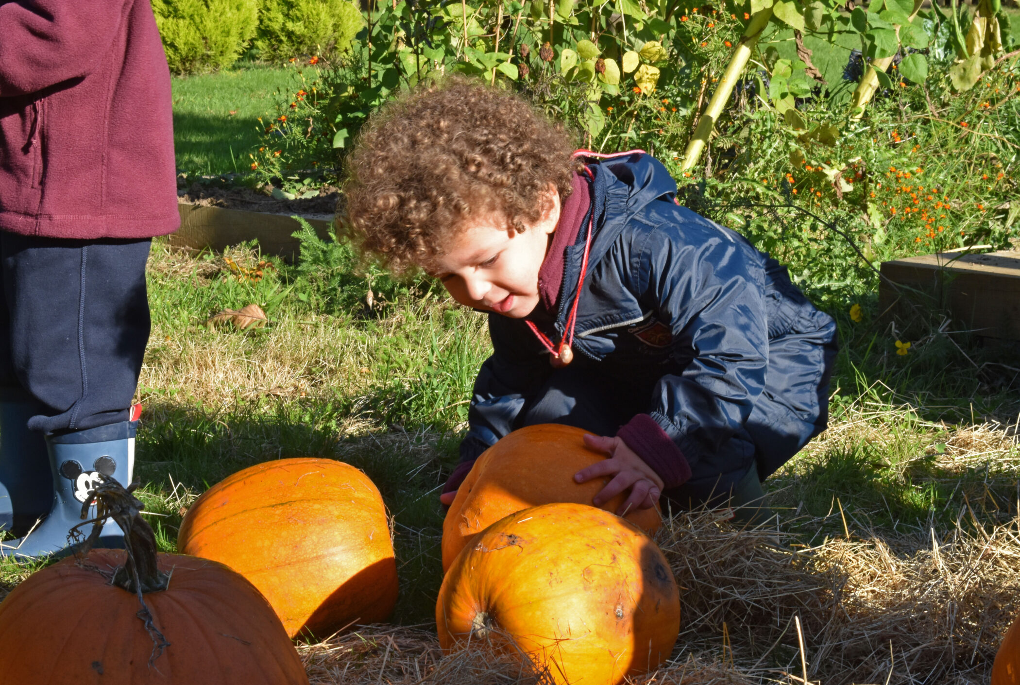 boy with pumpkins