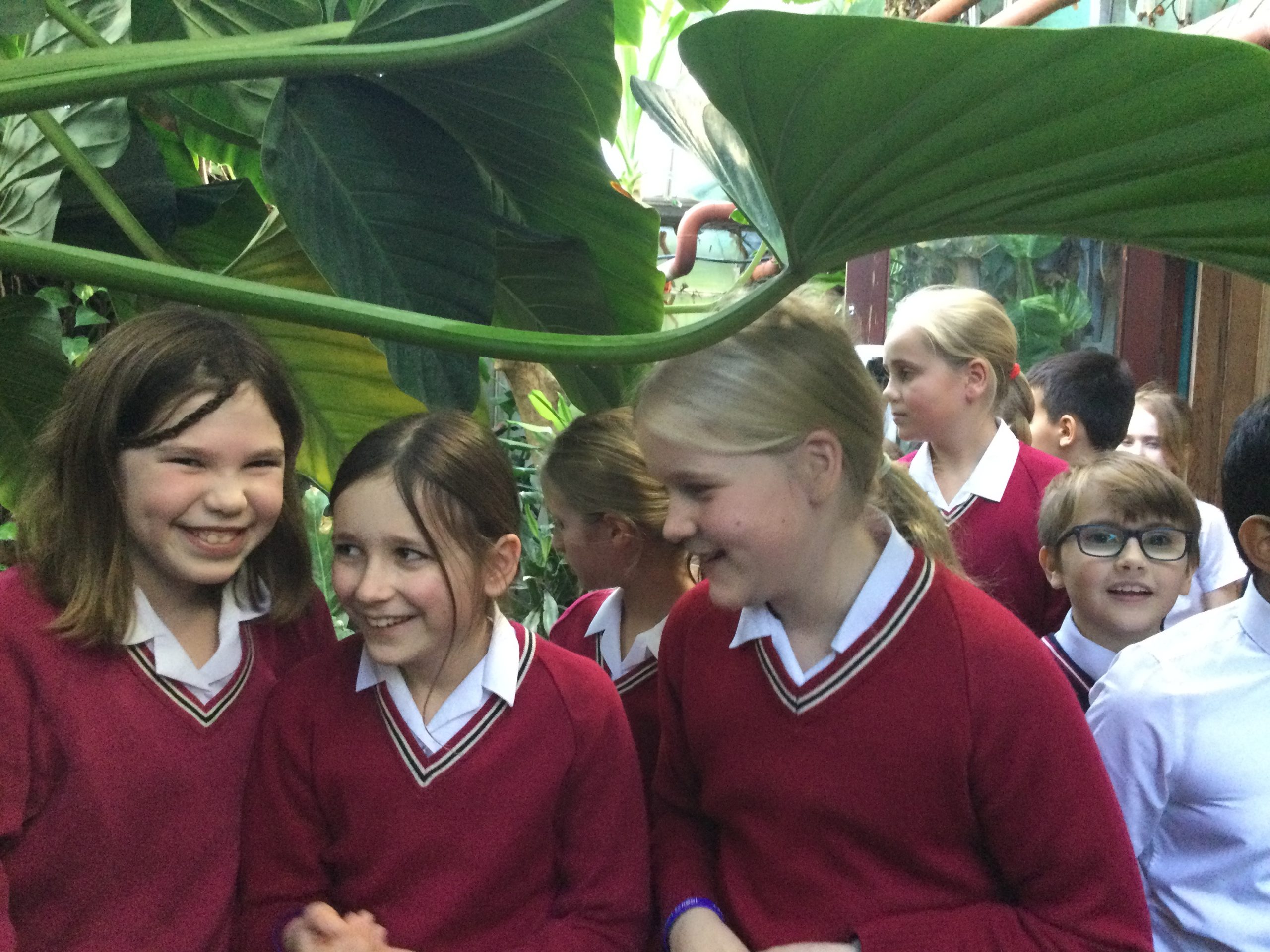 Year 5 living rainforest